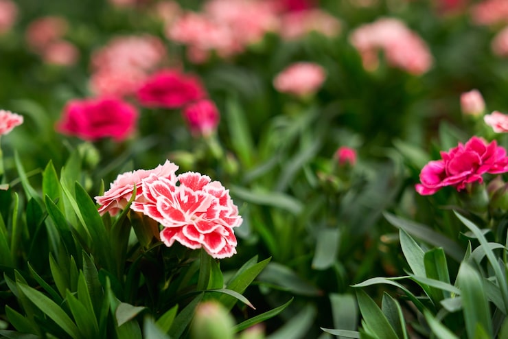 wholesale carnations