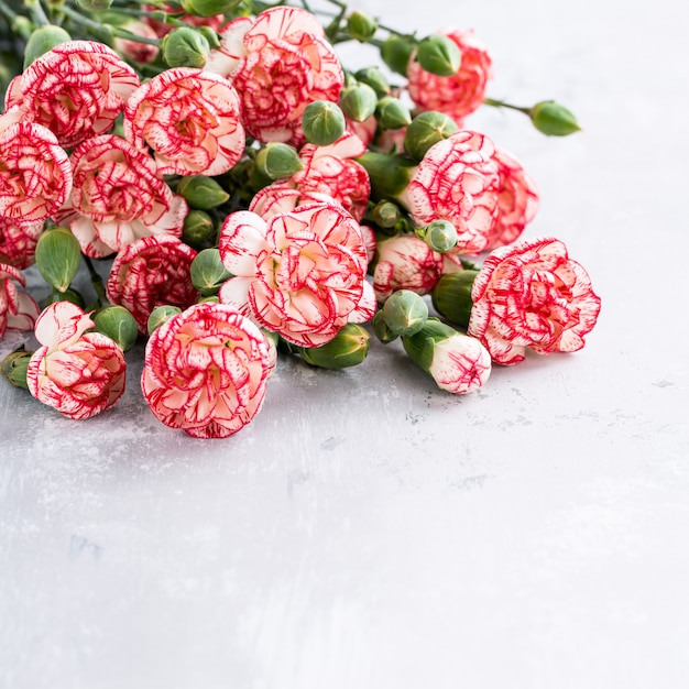 wholesale carnations