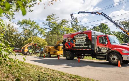 large tree removal