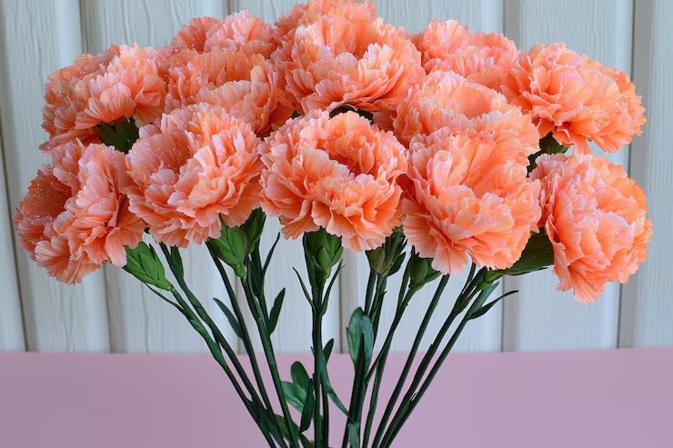 bulk carnations