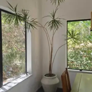houseplant care