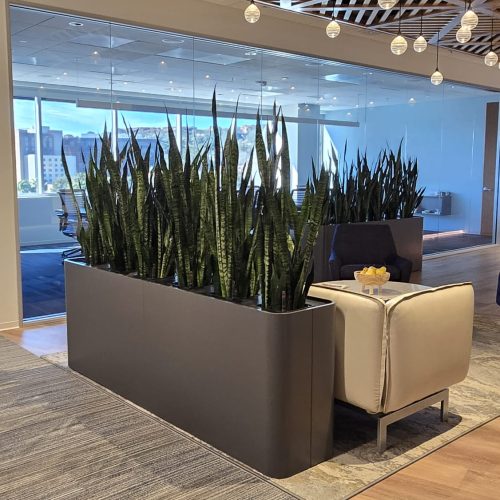 houseplant care